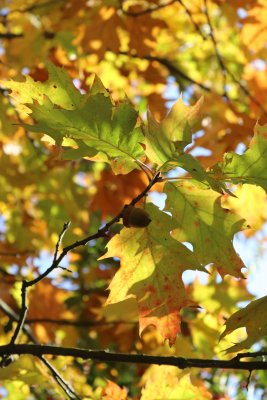 Quercus velutina - dub sametový - listy podzim